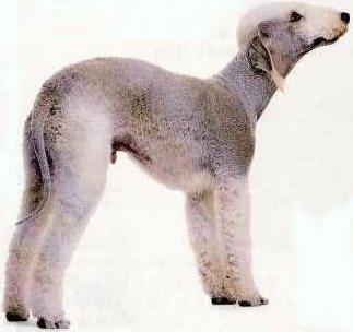 Bedlington Terrier